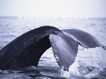 Preview of Humpback Whales