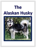 Huskies: Alaskan Huskies