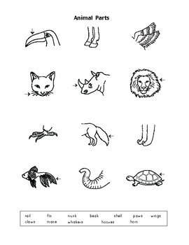 Hybrid Animals. Body Parts. Animal Adaptations. Drawing. Vocabulary.