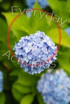 Stock Photo Flower - Hydrangea, Purple Hydrangea, Pretty. Background,