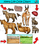 Hyena Life Cycle Clipart by I 365 Art - Clipart 4 School | TPT