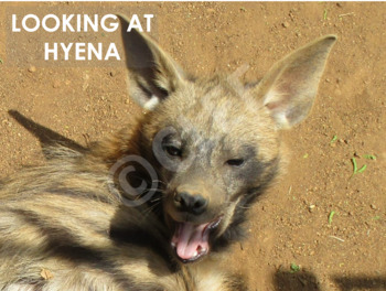 Preview of AFRICAN ANIMALS: Hyena -  PowerPoint presentation