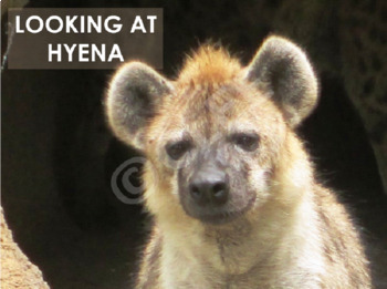 Preview of HYENA - Interactive PowerPoint presentation including video snippets (mp4)