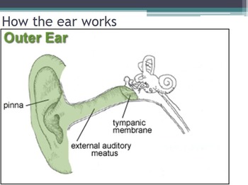 Preview of Hygiene - Ear Protection w/worksheet (SMART BOARD)