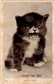 Preview of I Want My Ma !!!! A Photographic study of a Kitten-  postcard from 1907