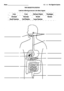 IB Biology (2016) - 6.1 - Digestive System Chart (blank) by Dokimi ...