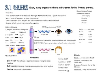 Preview of IB Biology 3.1 Study Sheet