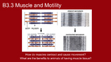 IB Biology B3.3 Muscle and Motility slideshow