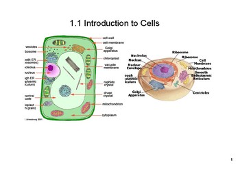 Preview of Cell Theory SMART Notebook File (IB Biology Topic 1.1)