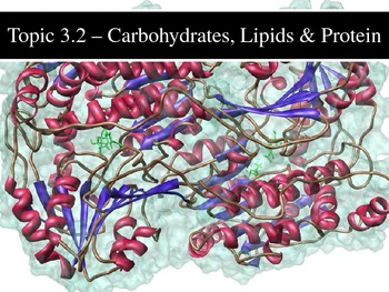 Preview of IB Biology (2009) - Topic 3.2 - Carbohydrates, Lipids & Proteins PPT