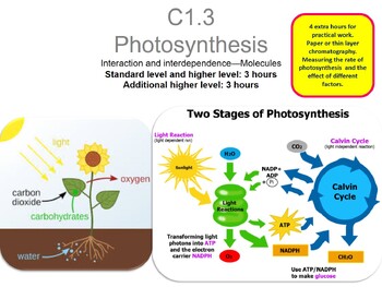 Preview of IB DP Biology C1.3 Photosynthesis (new syllabus 2025)