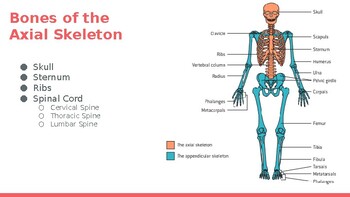 IB SEHS Topic 1.1: Skeletal System Anatomy - Human Skeleton | TpT