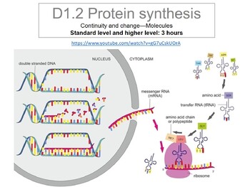 Preview of IBDP Biology D1.2 Protein synthesis kit - guide and workbook.