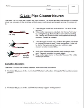Preview of In Class Lab - Pipe Cleaner Neuron