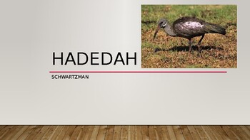 Preview of IEB Poetry: Hadedah PowerPoint Presentation