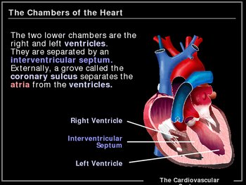 Preview of ILLUSTRATED Cardiovascular System!