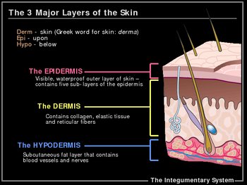 Preview of ILLUSTRATED Integumentary System!