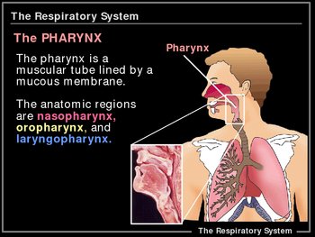 Preview of ILLUSTRATED Respiratory System!