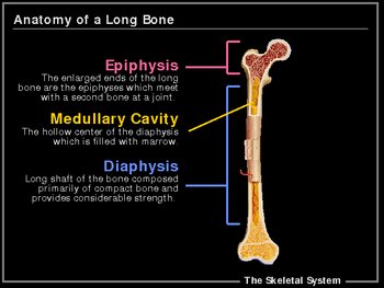 Preview of ILLUSTRATED Skeletal System! Yay!