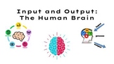 INPUT AND OUTPUT: THE HUMAN BRAIN