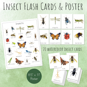 Preview of INSECT Flash Cards and Poster, Printable, Bugs and Insects Montessori Cards
