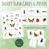 INSECT Flash Cards and Poster, Printable, Bugs and Insects