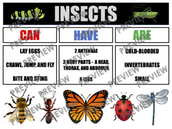 Preview of INSECTS Anchor Chart