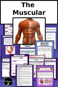 Preview of INTERACTIVE AND ANIMATED POWERPOINT THE MUSCULAR SYSTEM