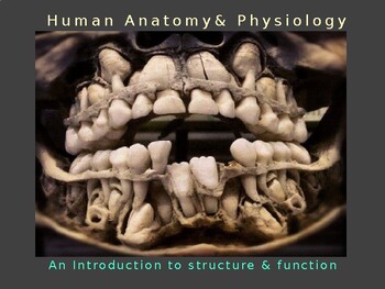 Preview of INTRODUCTION TO ANATOMY & PHYSIOLOGY 2024