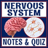 INTRODUCTION to the Brain and Nervous System Quiz and Notes