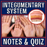 INTRODUCTION to the Skin and Integumentary System Quiz and Notes