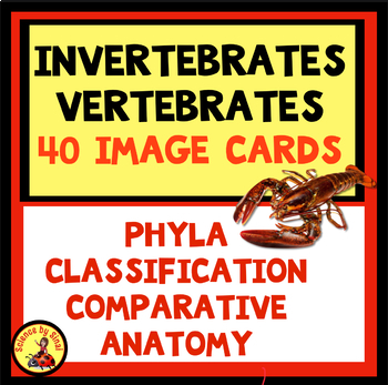 Preview of INVERTEBRATES AND VERTEBRATES Photo Classification Comparative Anatomy Activity