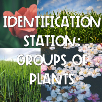 Preview of Identification station: groups of plants lab for angiosperms and gimnosperms