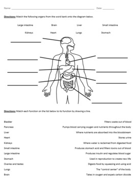 Identify Major Organs and Their Functions (Worksheet) by Sarah Pohl