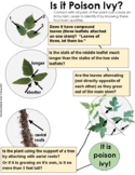 Identify Poison Ivy Plant - Guide & 14 Plant Sorting Cards