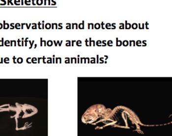 Preview of Identify animal skeletons