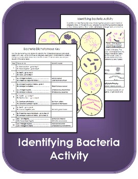 Preview of Identifying Bacteria Dichotomous Key