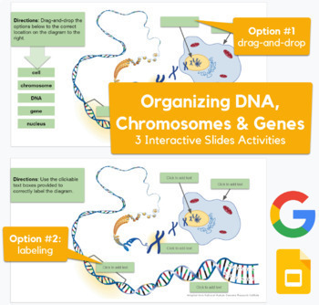 Preview of Identifying DNA, Chromosomes & Genes - drag-and-drop, matching in Google Slides 
