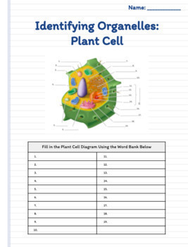 Identifying Organelles: Plant Cell Worksheet by Teacher Guide | TPT