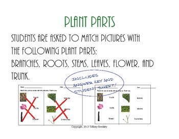 Preview of Identifying Plant and Tree Parts by Matching Simple Science Sheet