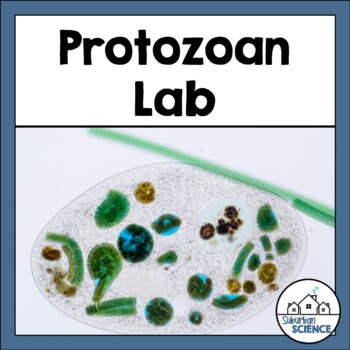 Lab 20: Protozoa Flashcards