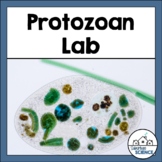Identifying Protists: Protozoan Diversity Microscope Lab