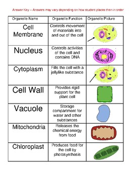 Identifying organelles of a cell cut and paste by ScienceSmartees