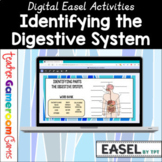 Identifying the Digestive System Activity