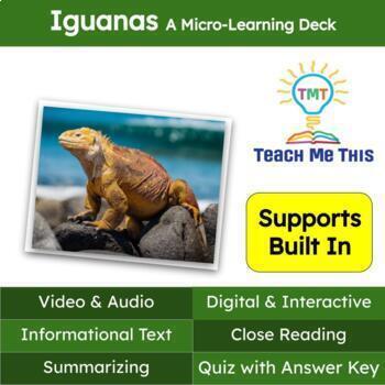 Preview of Iguanas Informational Text Reading Passage and Activities