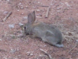 Imaginary Rabbits: Original Song Exploring "Of Mice and Men"