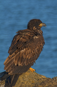 Preview of Immature Bald Eagle (Haliaeetus leucocephalus) Powerpoint image.