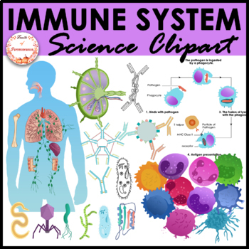 Preview of Immune System Anatomy Clipart | Organs Cells Pathogens and Phagocytosis Clip art