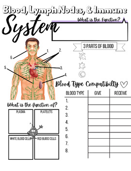Preview of Immune System Note Sheet