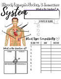 Immune System Note Sheet